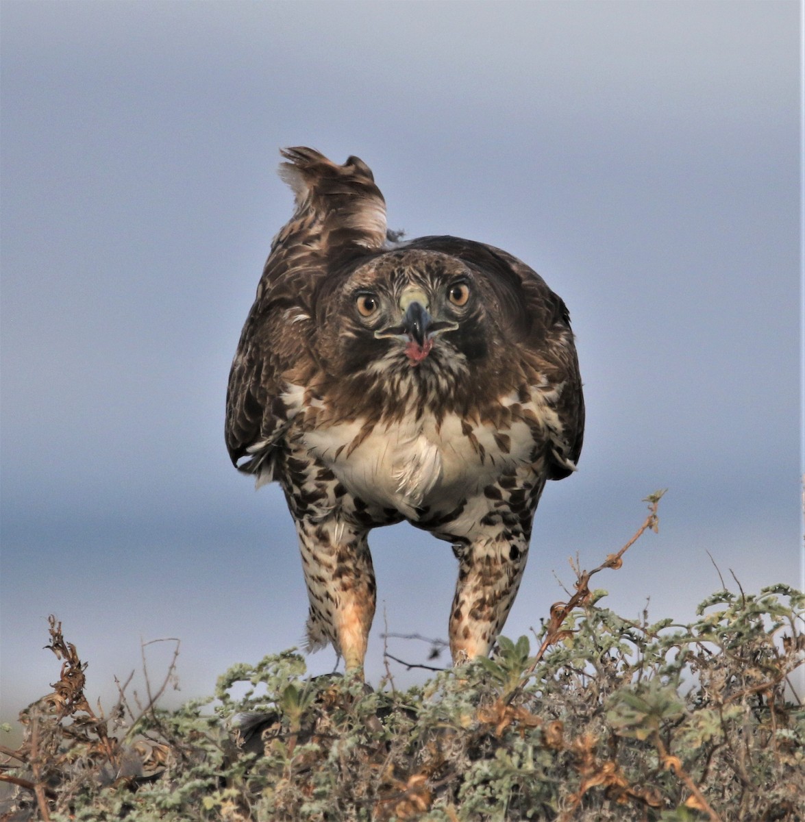 Red-tailed Hawk - ML301367851