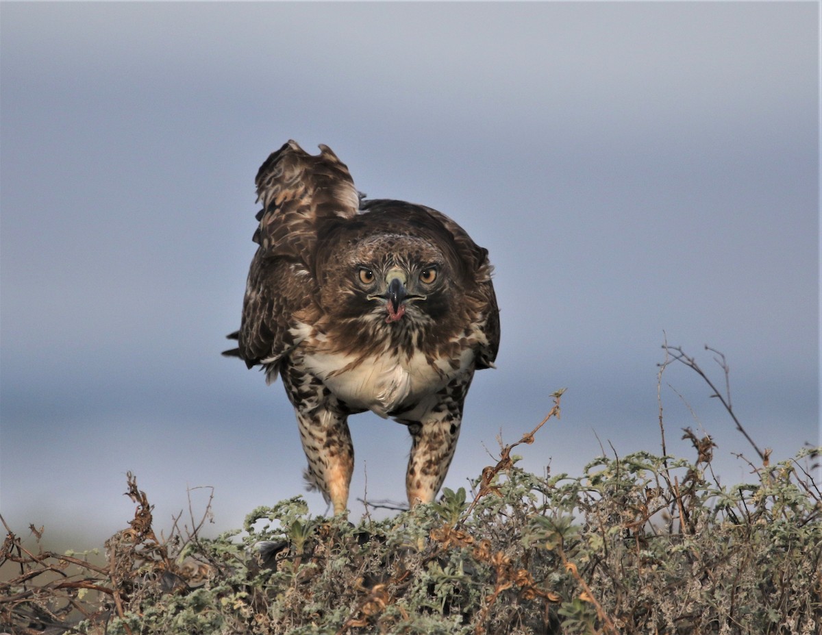 Red-tailed Hawk - ML301367861