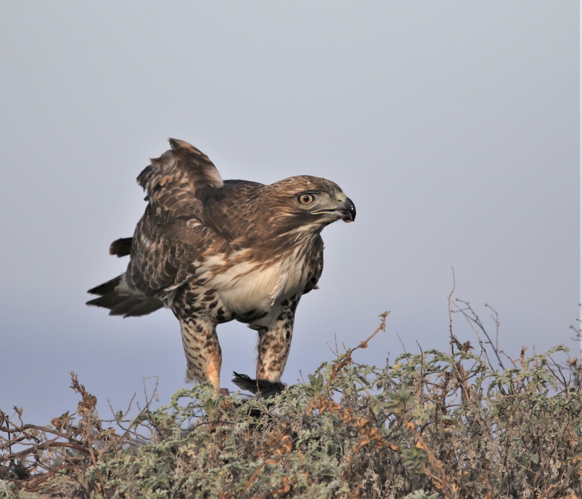 Red-tailed Hawk - ML301367881