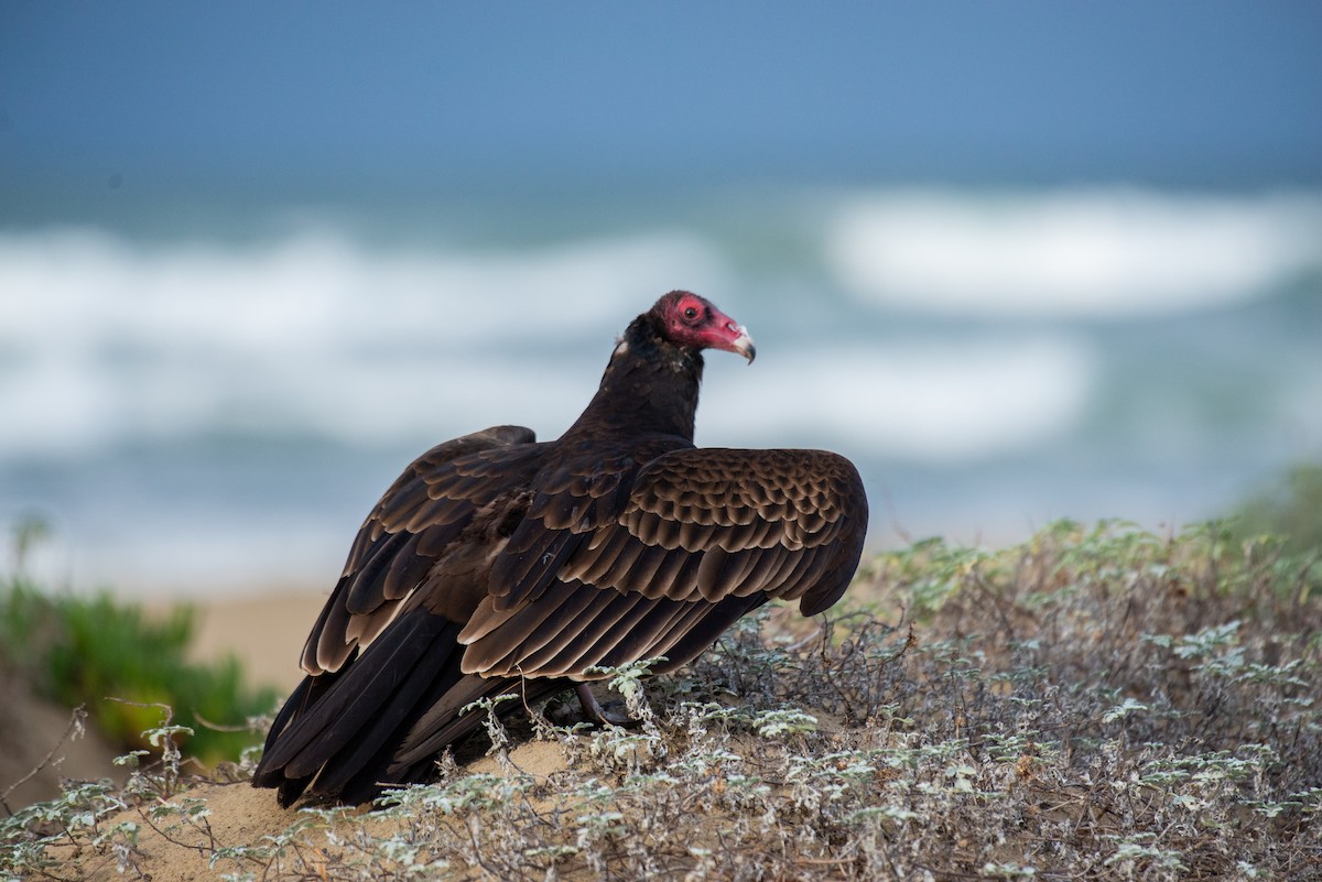 Turkey Vulture - ML301367971