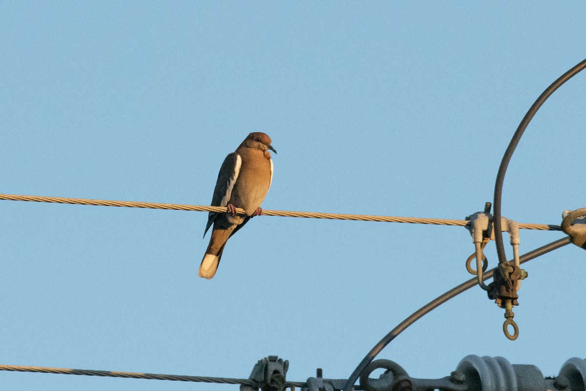 White-winged Dove - ML301369411