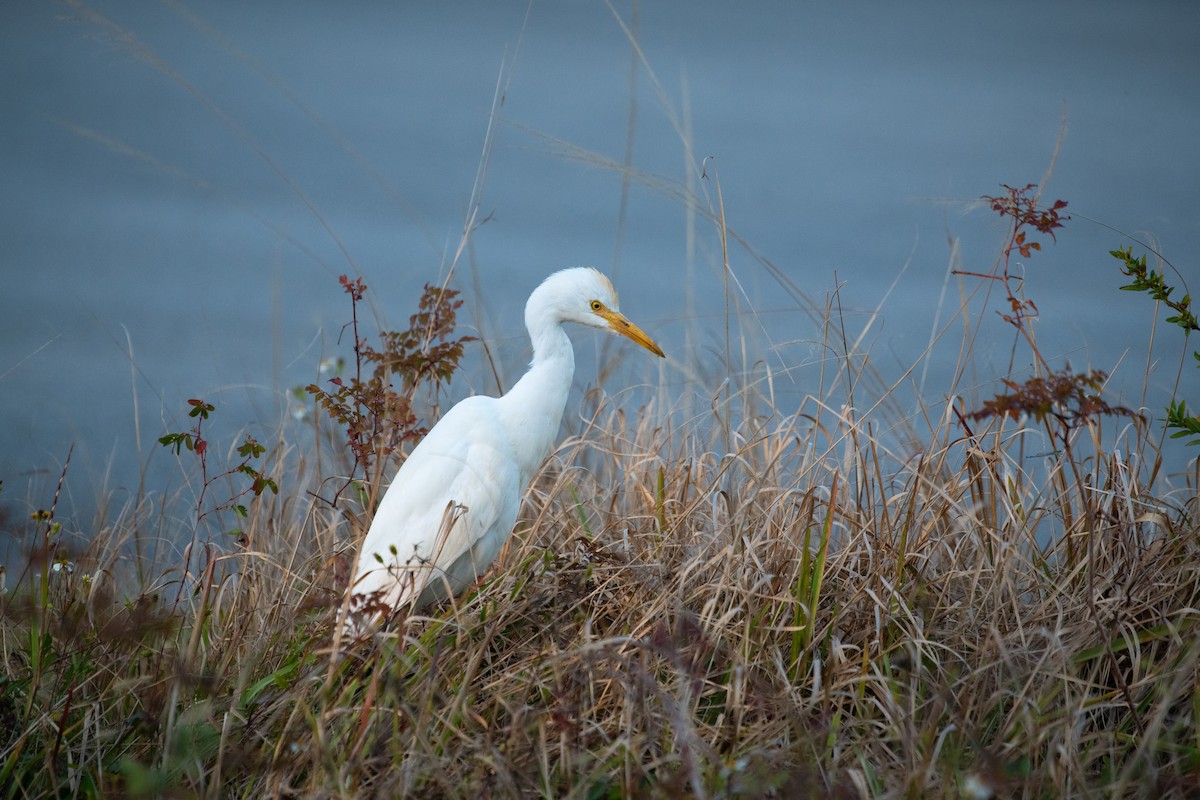 Western Cattle Egret - ML301369471