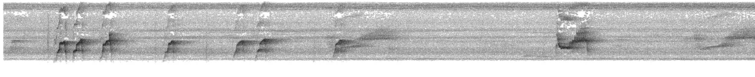 Торомба короткодзьоба - ML30136961