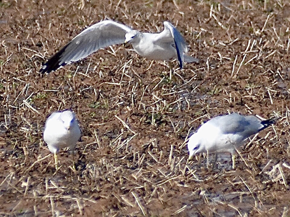 Ring-billed Gull - ML301371151