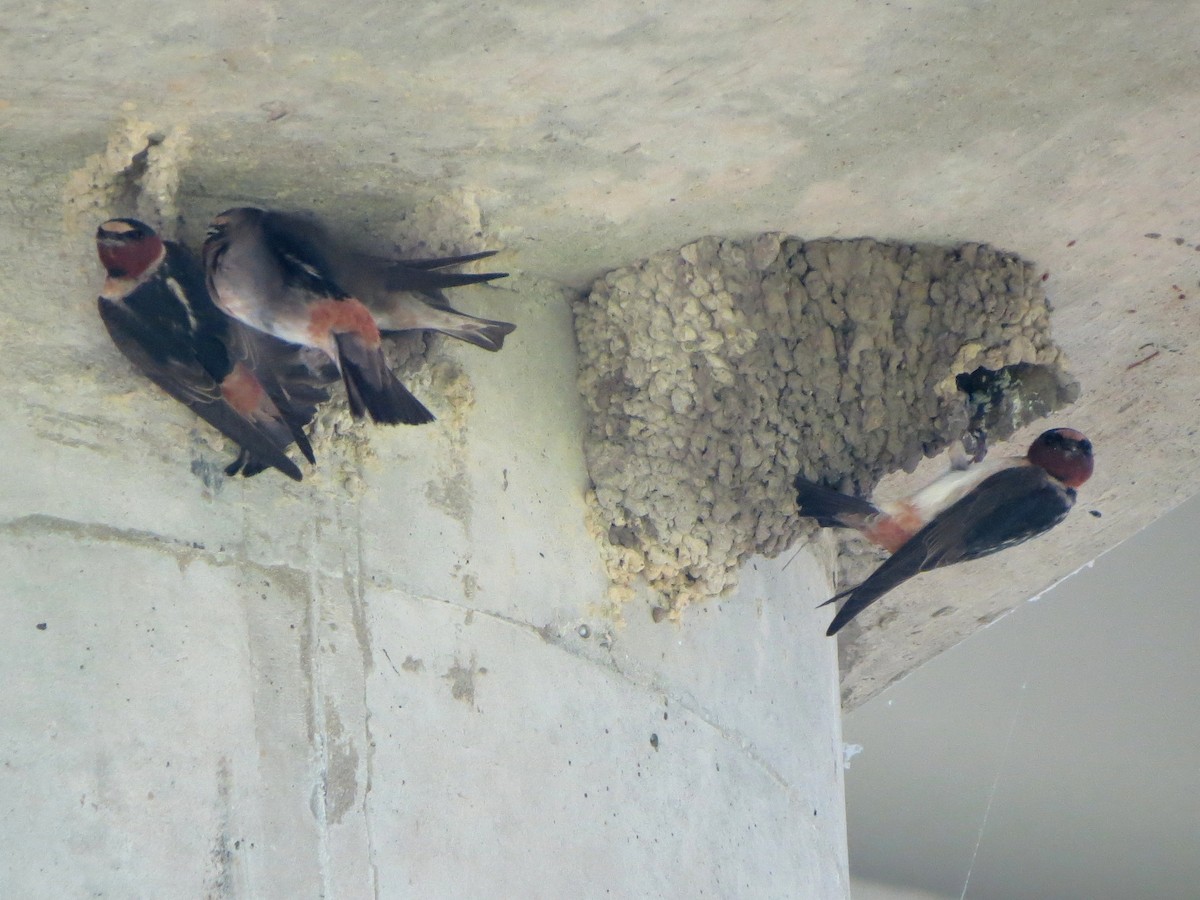 Cliff Swallow - ML30137141