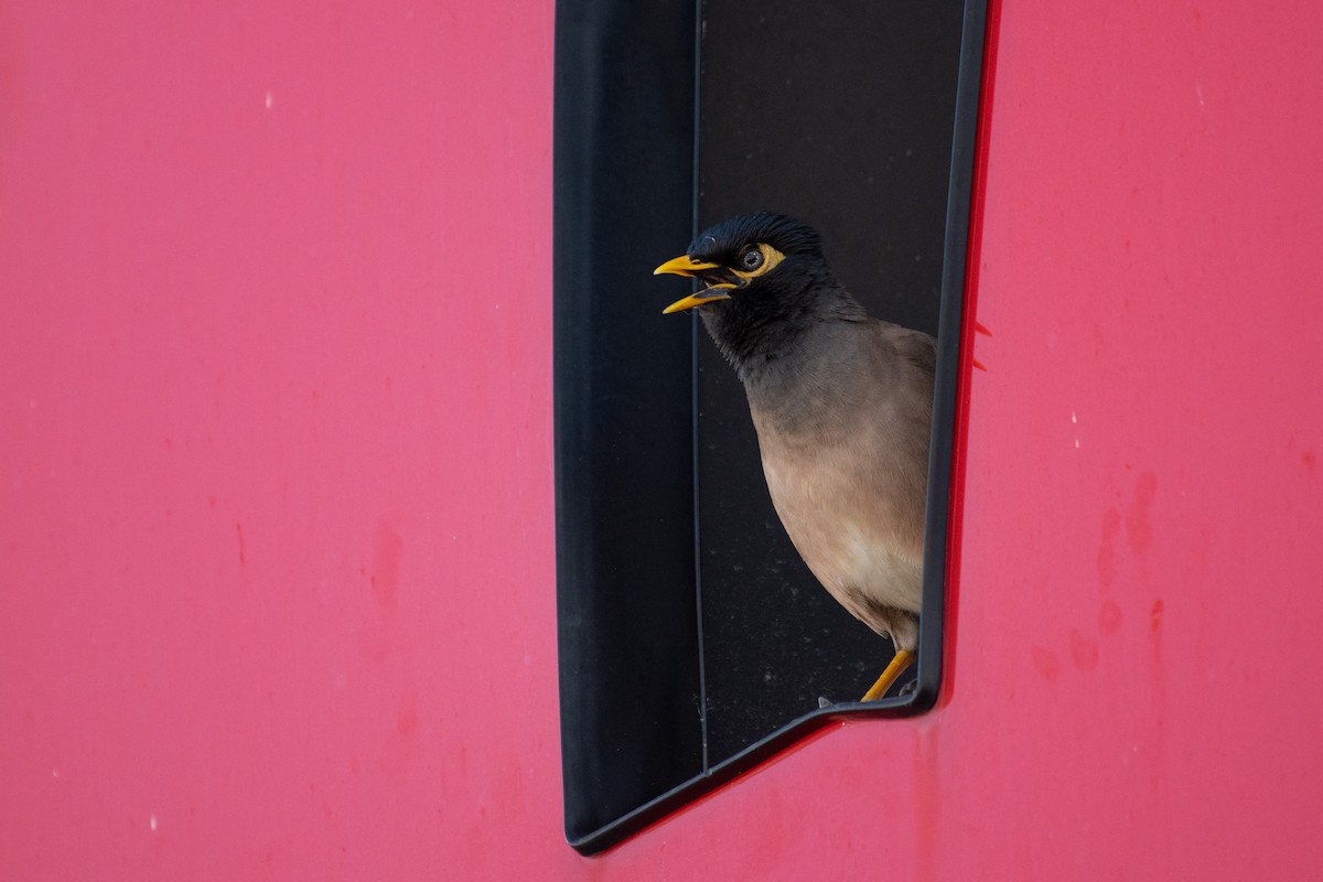 Common Myna - ML301372021