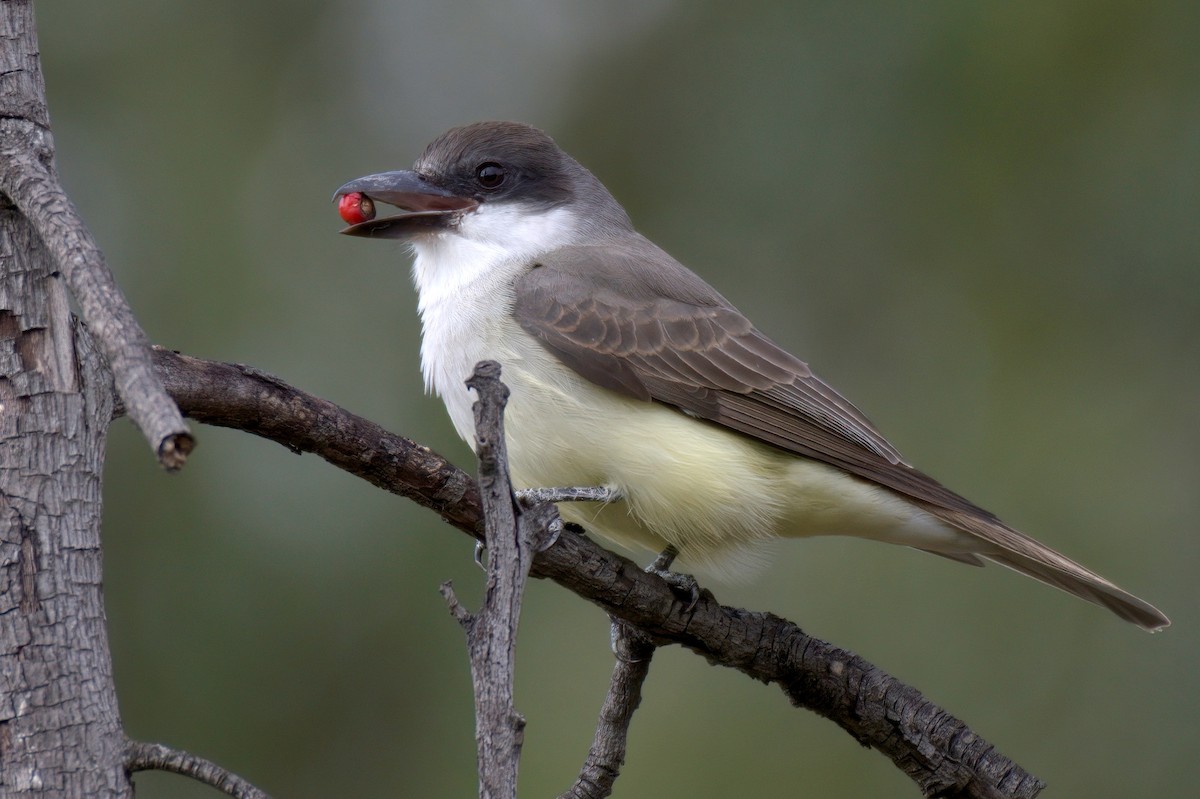 Thick-billed Kingbird - Mark Wilson
