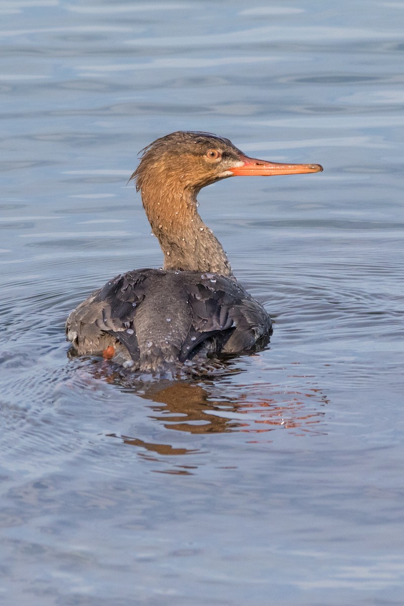 Red-breasted Merganser - Pam Koepf