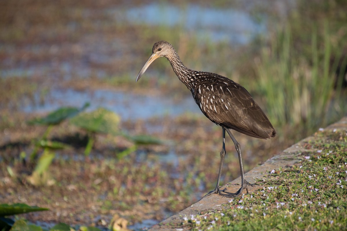 Limpkin - ML301372811