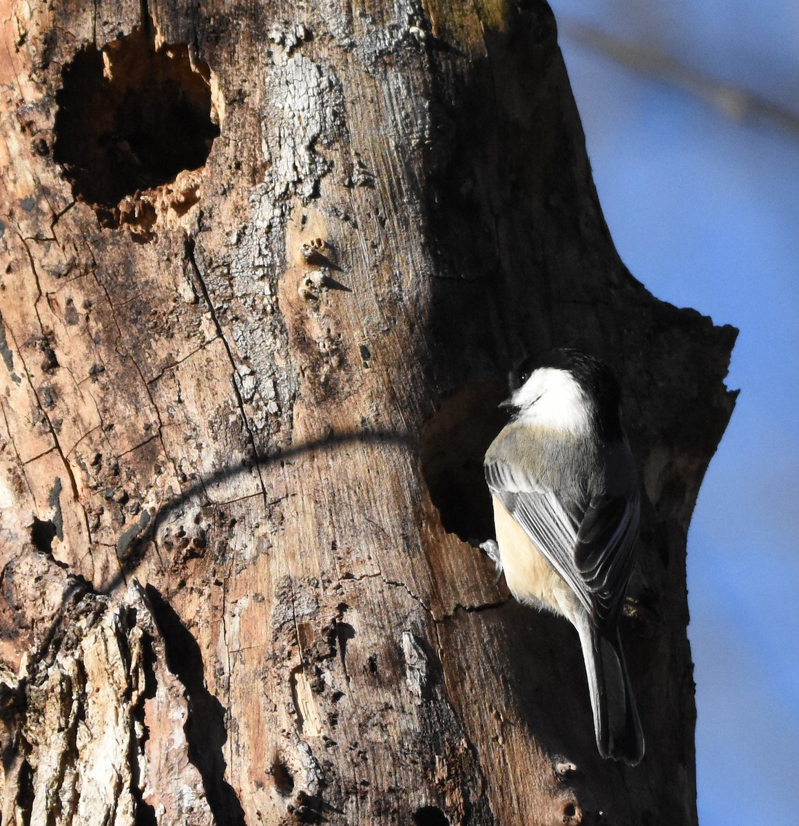 Black-capped Chickadee - ML301373041