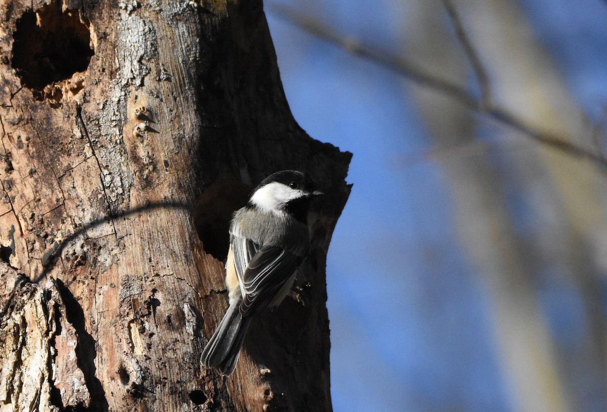 Black-capped Chickadee - Joe Gyekis