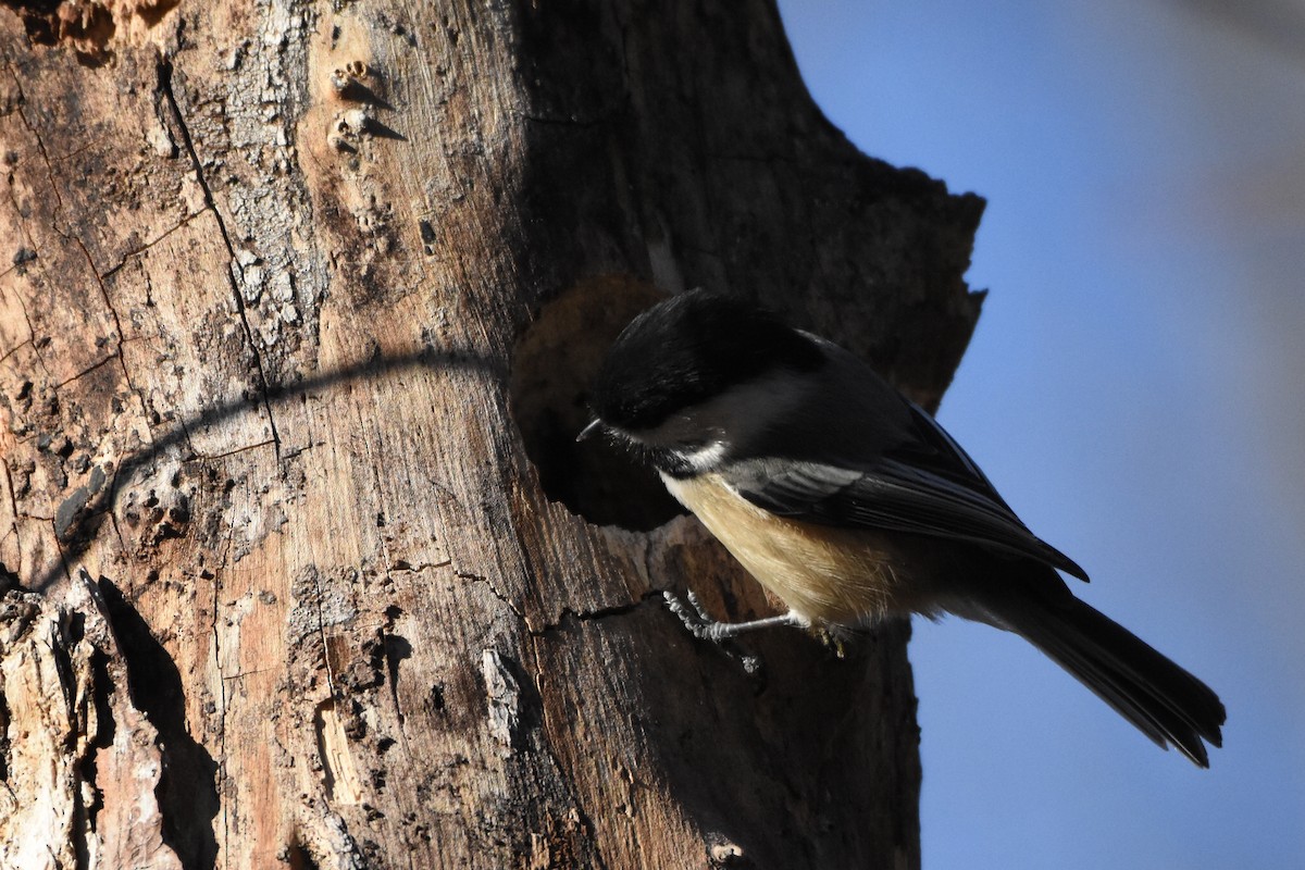 Black-capped Chickadee - ML301373091