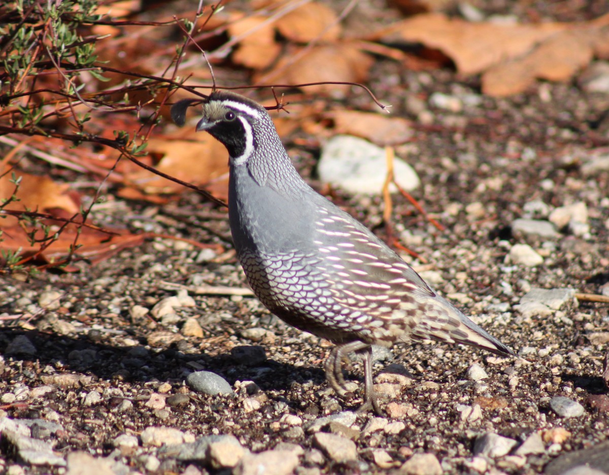 California Quail - ML301373131