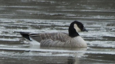 Cackling Goose - ML301373591