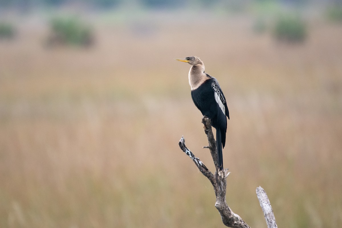 Anhinga - ML301373871