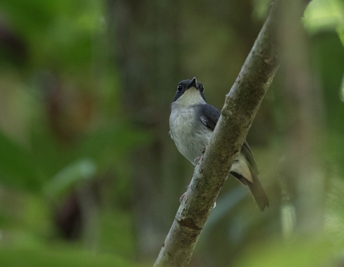 Little Slaty Flycatcher - ML30137391