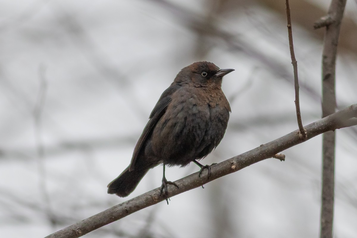 Rusty Blackbird - ML301374791