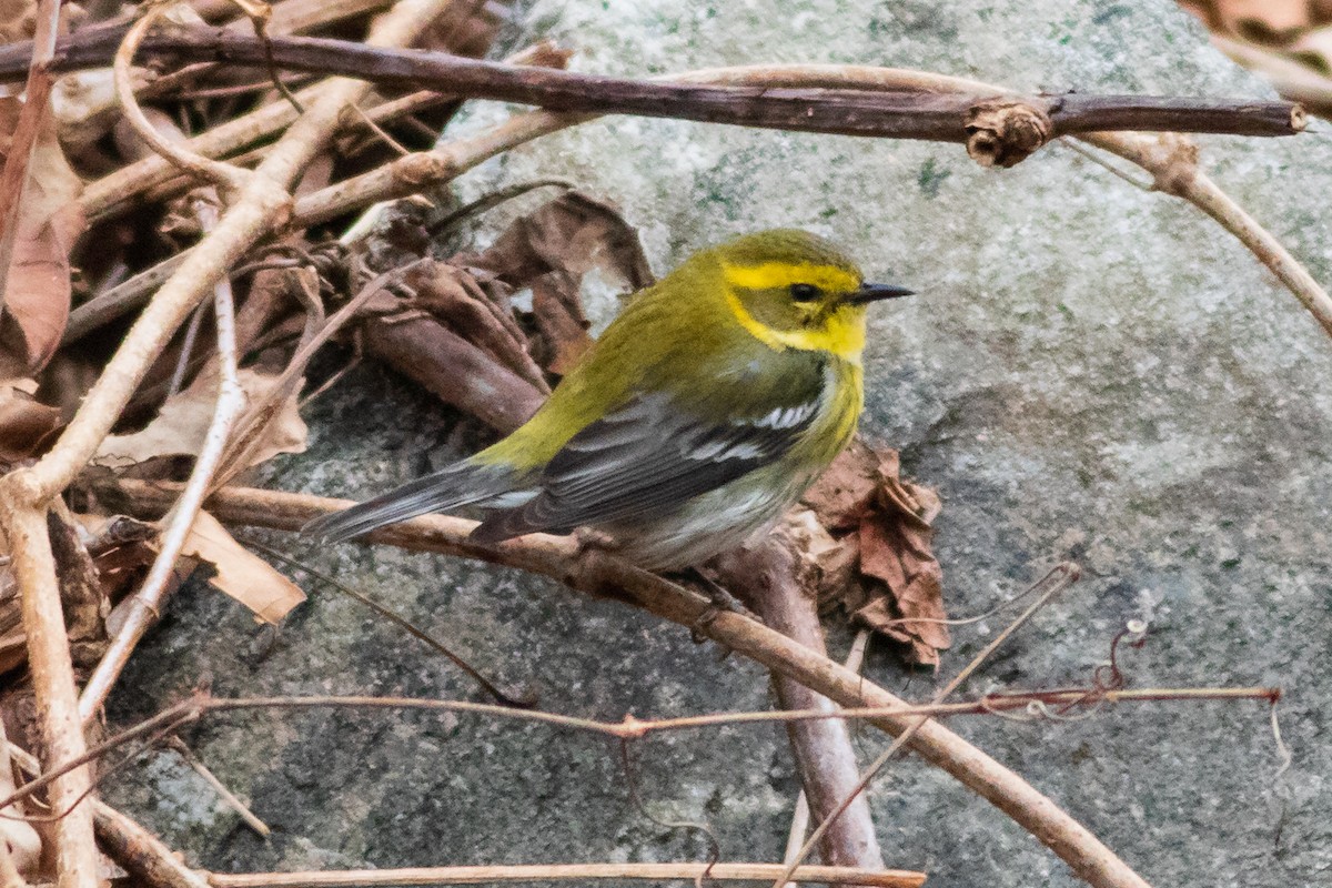 Townsendwaldsänger - ML301374831