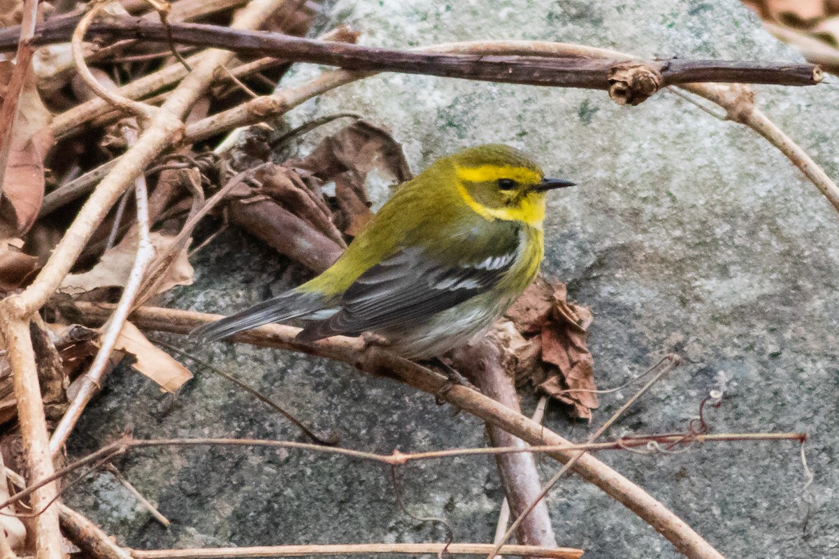 Townsend's Warbler - ML301374831