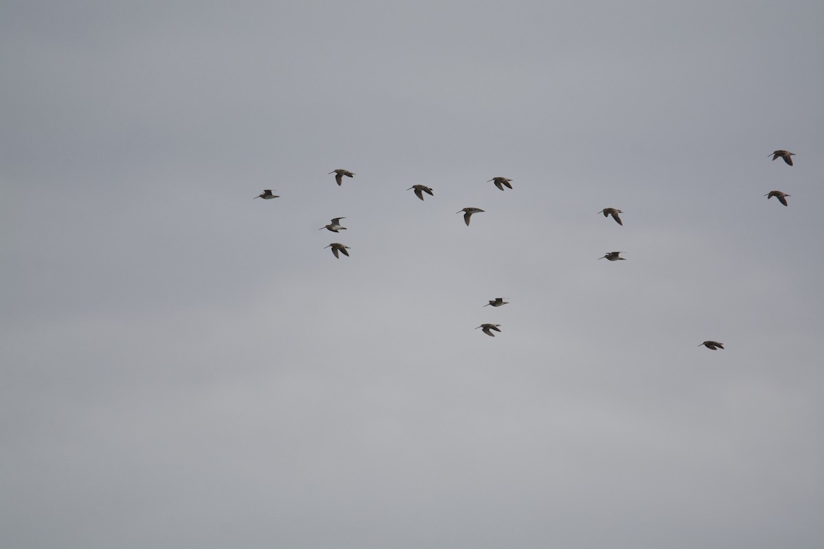 Wilson's Snipe - ML301375451