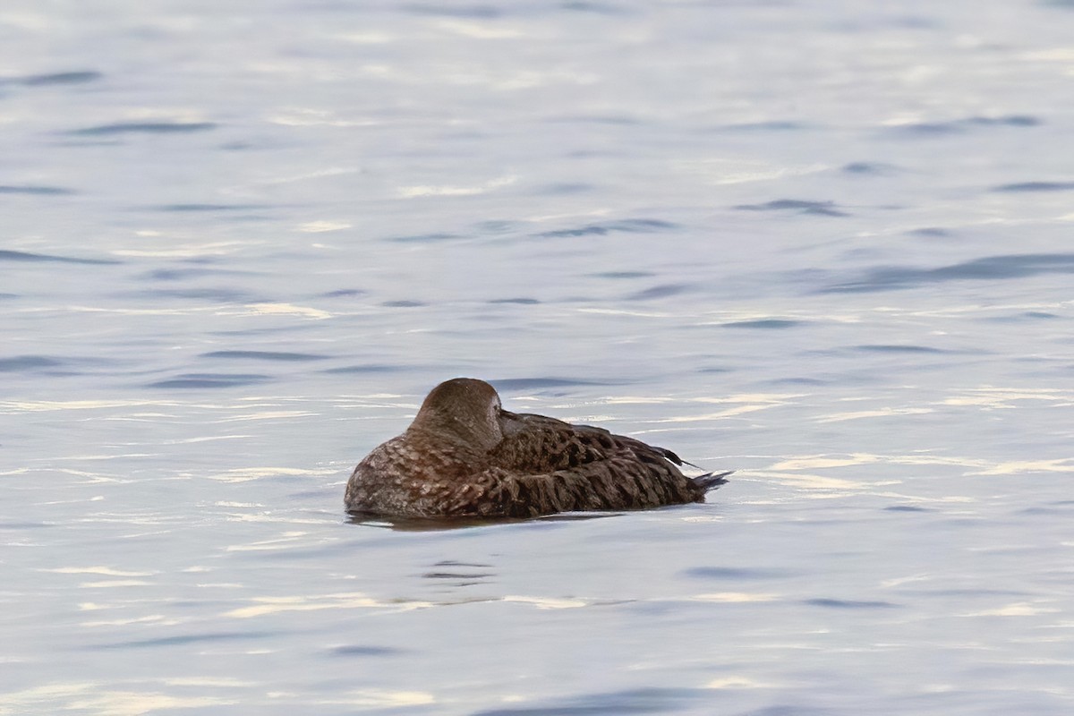 King Eider - ML301376951