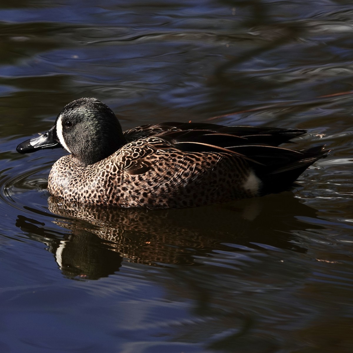 Blue-winged Teal - ML301378741