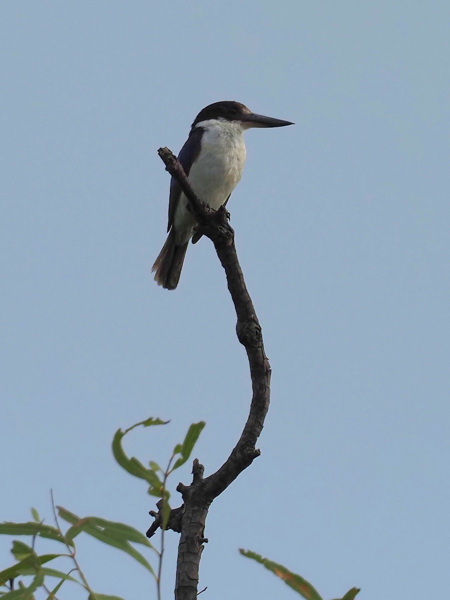 Forest Kingfisher - ML301379161