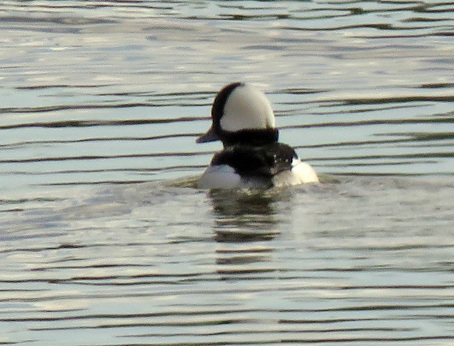 Bufflehead - Diane Drobka