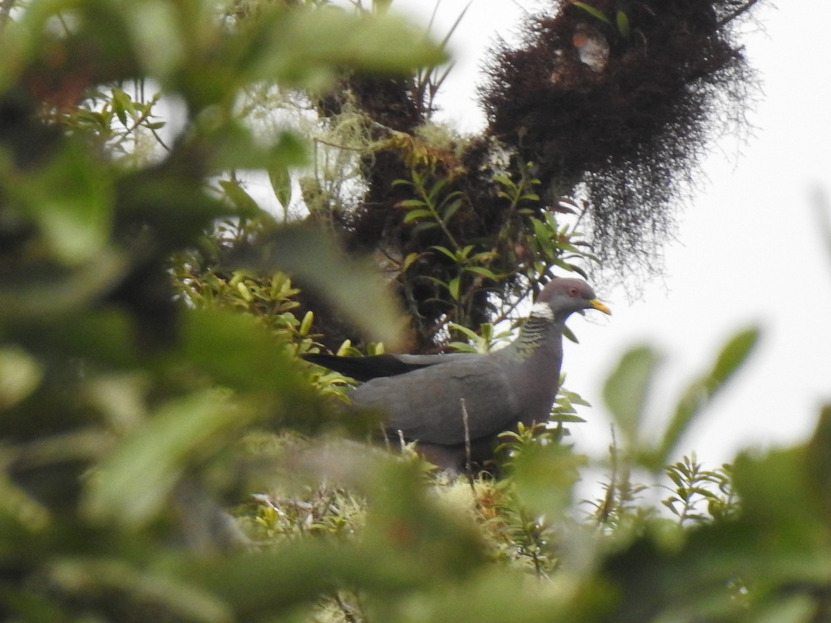 Band-tailed Pigeon - ML301379761