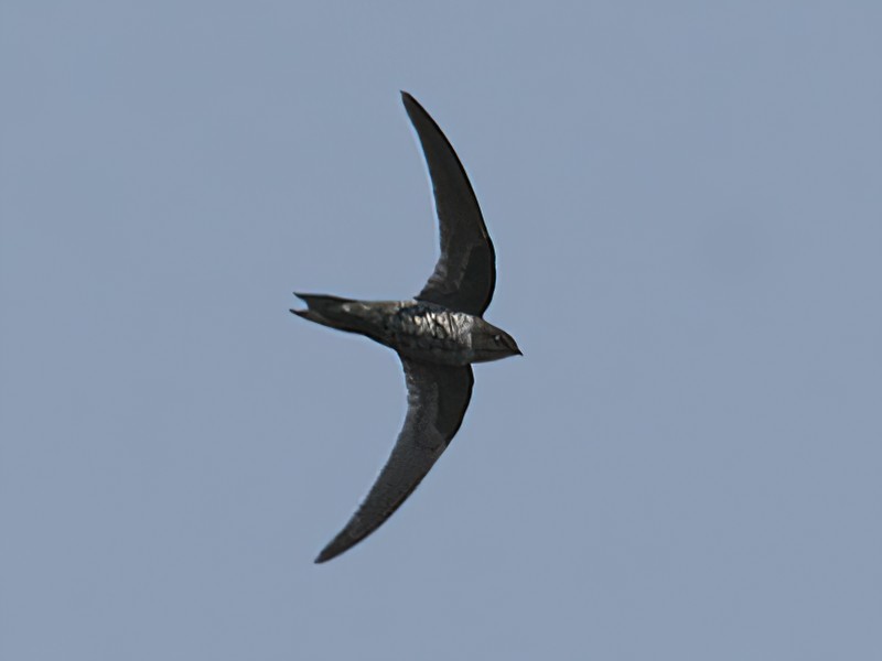 Dark-rumped Swift