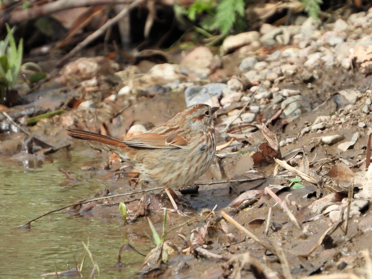 Song Sparrow (fallax Group) - Russ Namitz