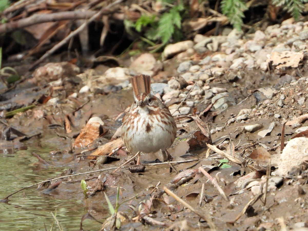 Song Sparrow (fallax Group) - Russ Namitz