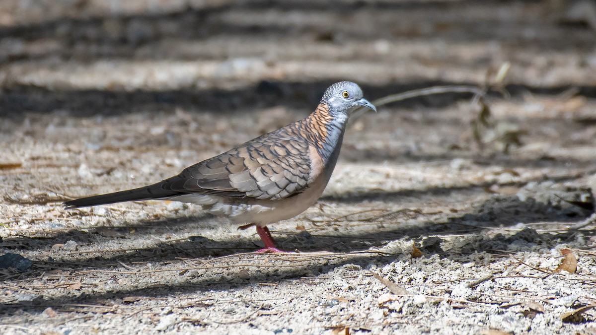 Bar-shouldered Dove - ML301384891