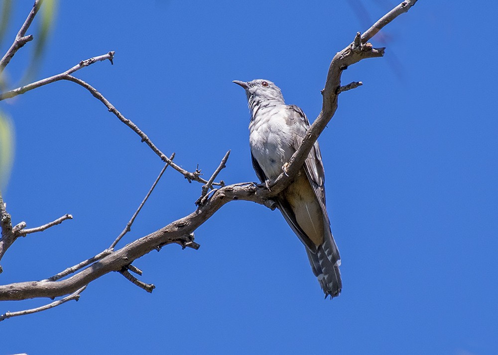 Brush Cuckoo - ML301385011