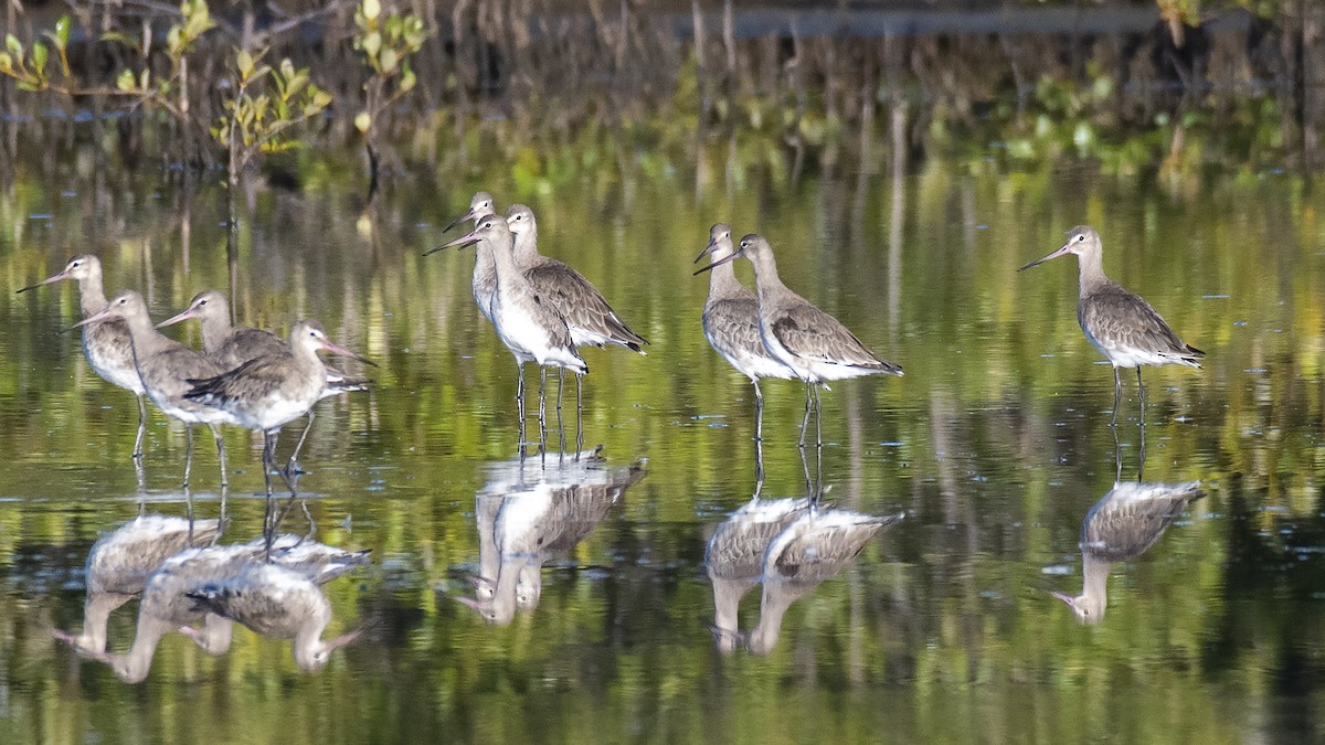 Black-tailed Godwit - ML301385221