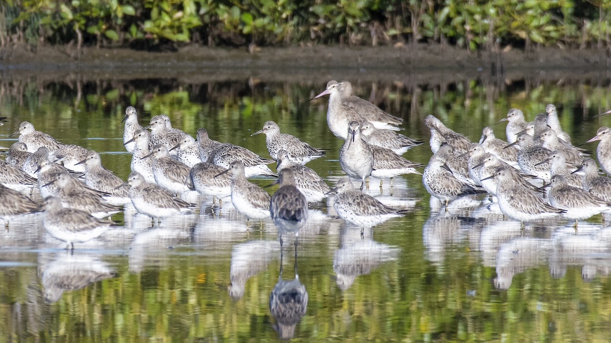 Great Knot - ML301385331