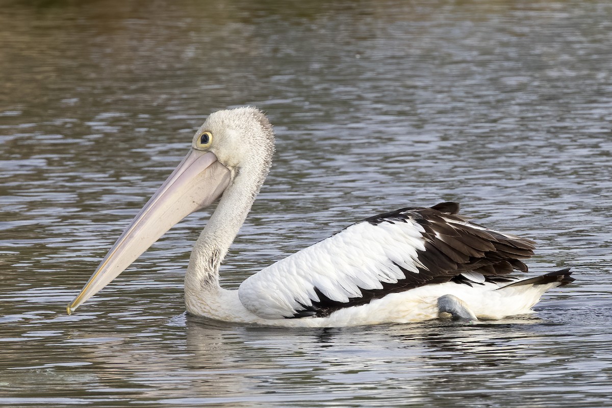 Australian Pelican - ML301385381