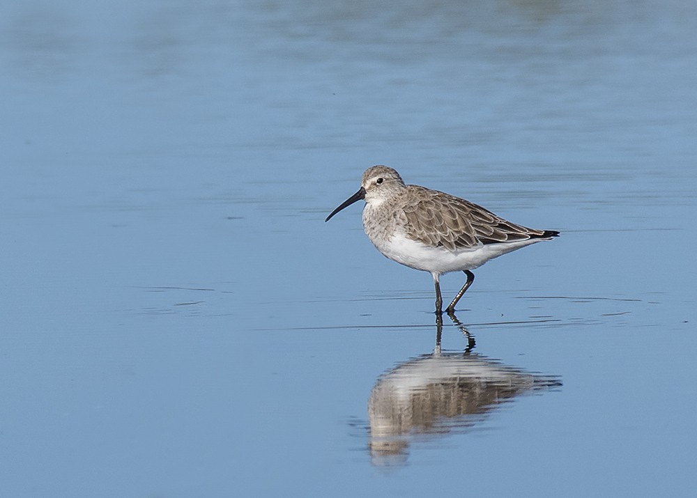 Curlew Sandpiper - ML301385581