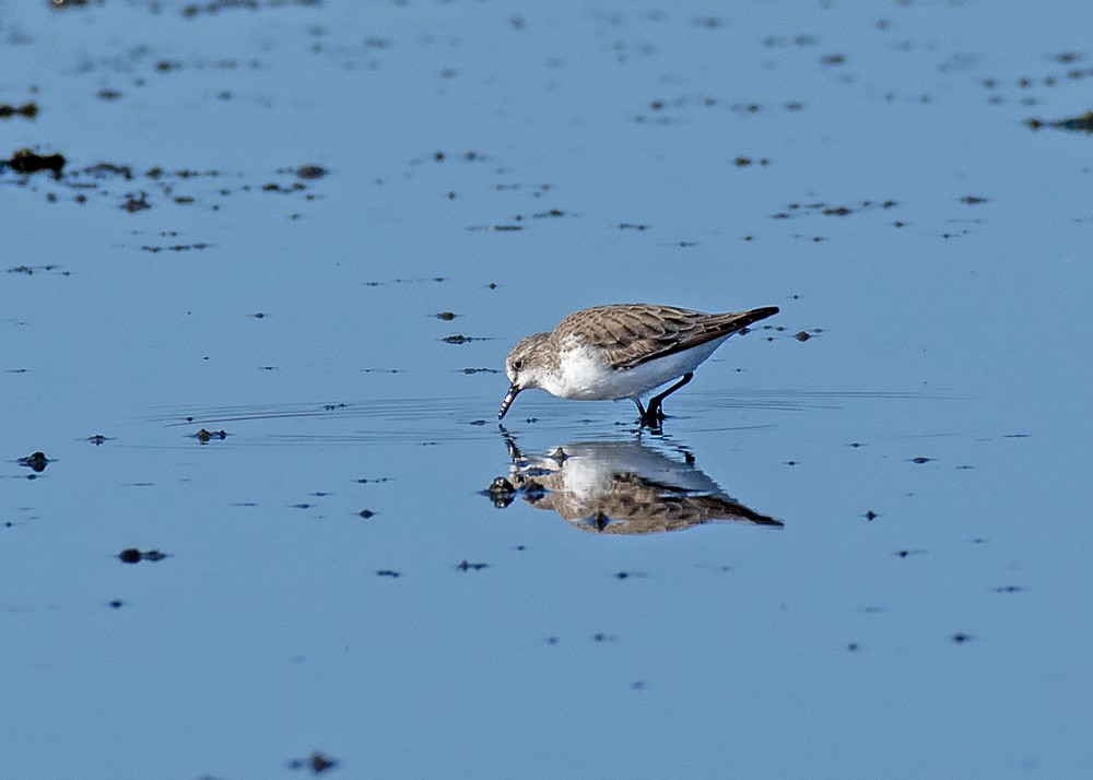 Rotkehl-Strandläufer - ML301385691