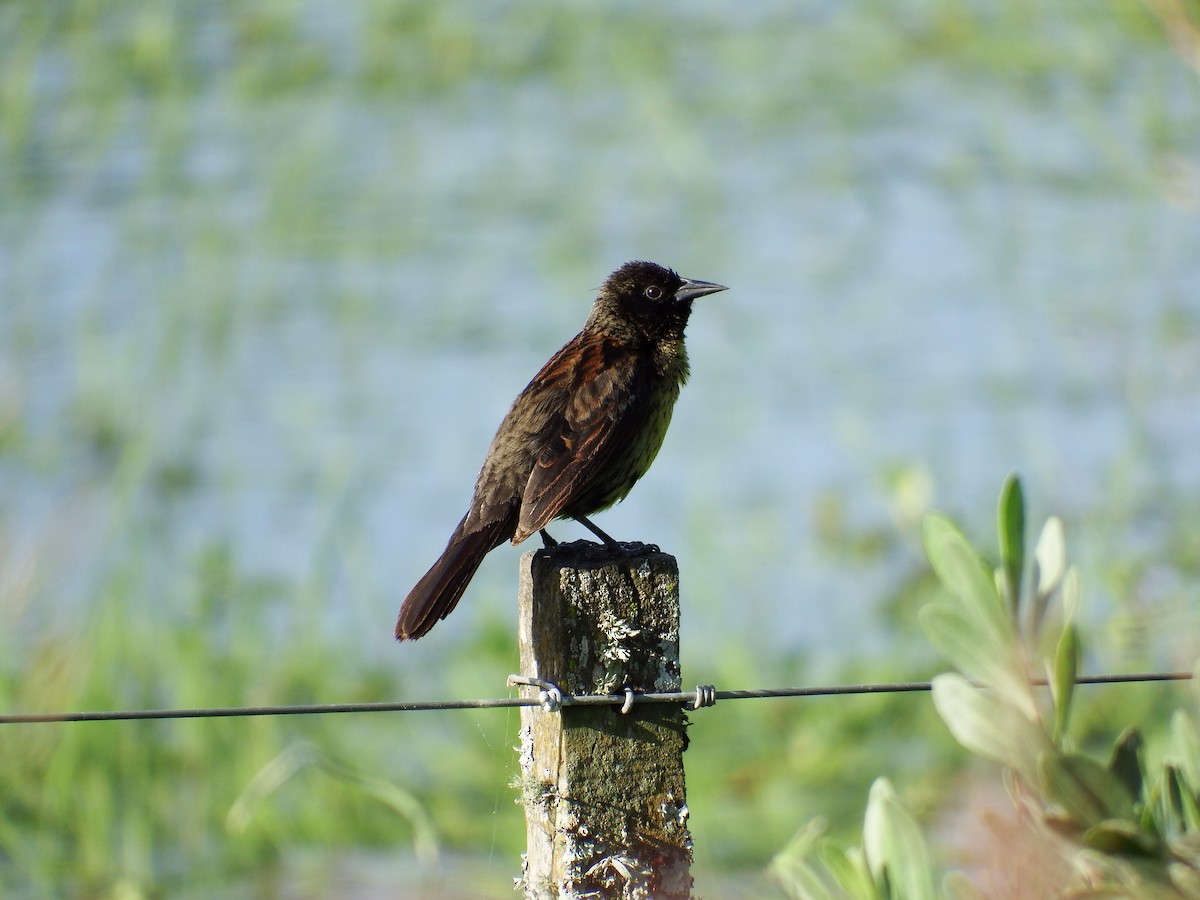 Unicolored Blackbird - ML301385911