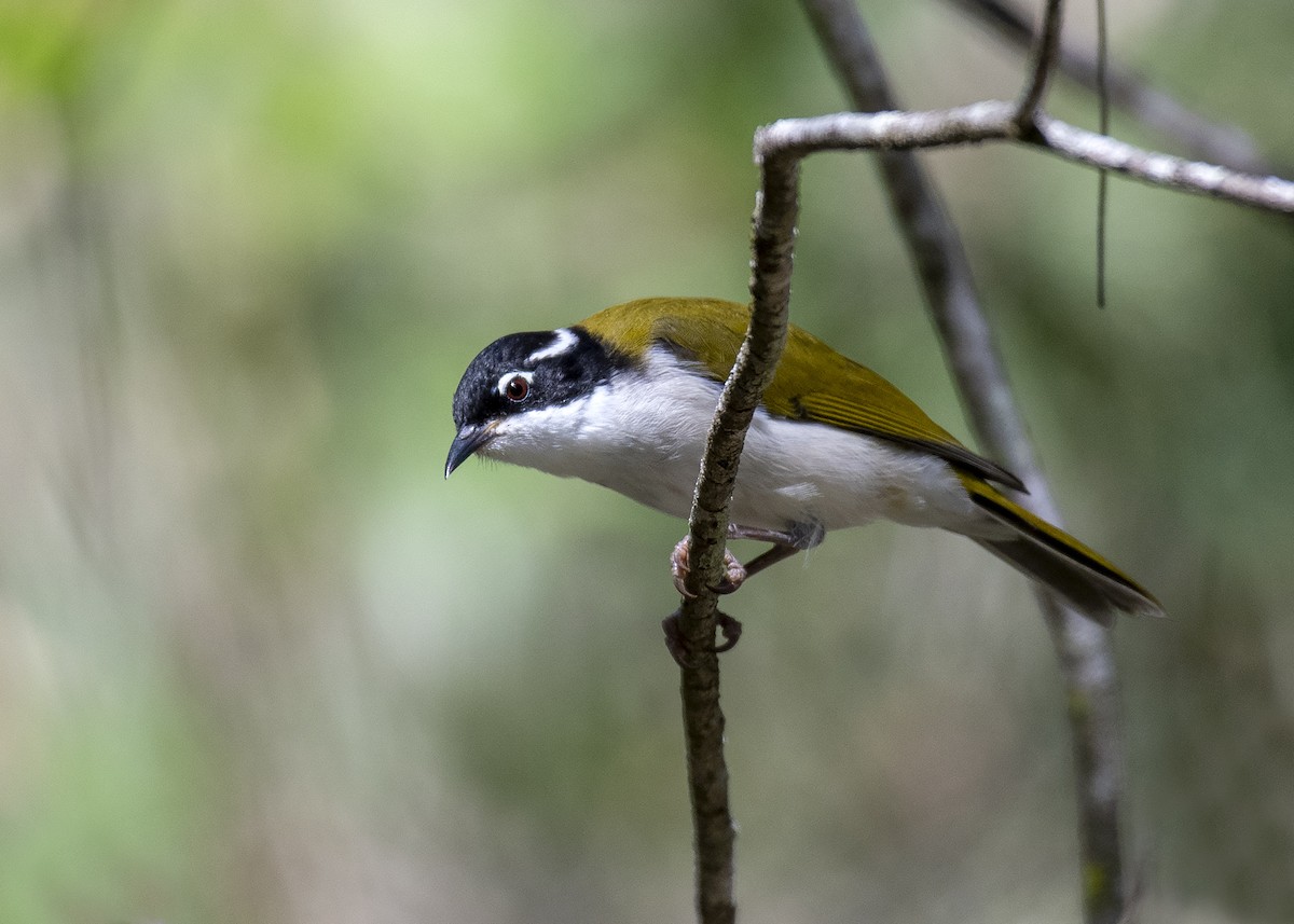 White-throated Honeyeater - ML301386191