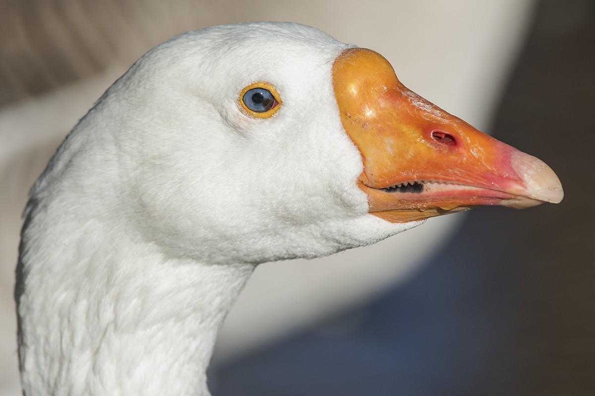 Graylag x Swan Goose (hybrid) - Bernardo Alps