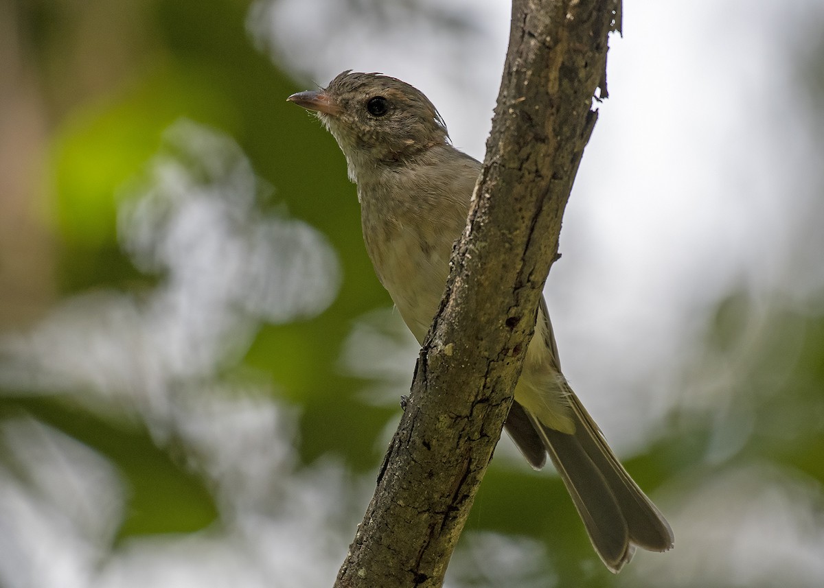 Golden Whistler - ML301386541