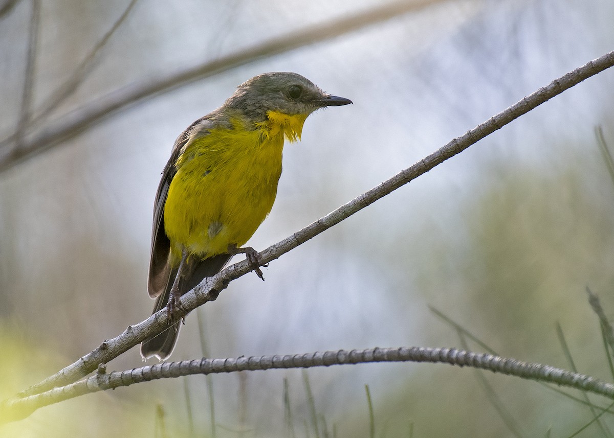 Eastern Yellow Robin - ML301386831