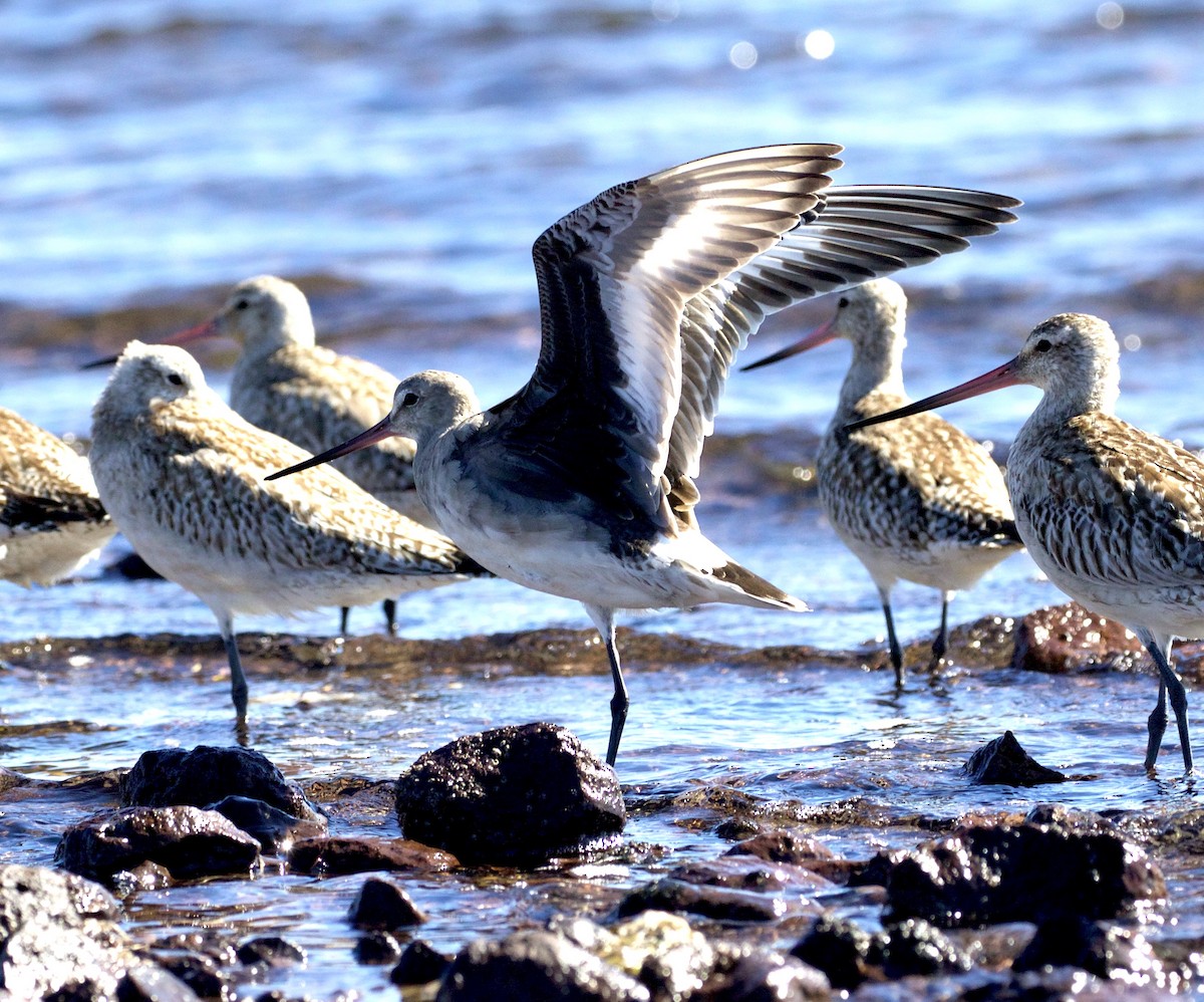 Hudsonian Godwit - ML301391641