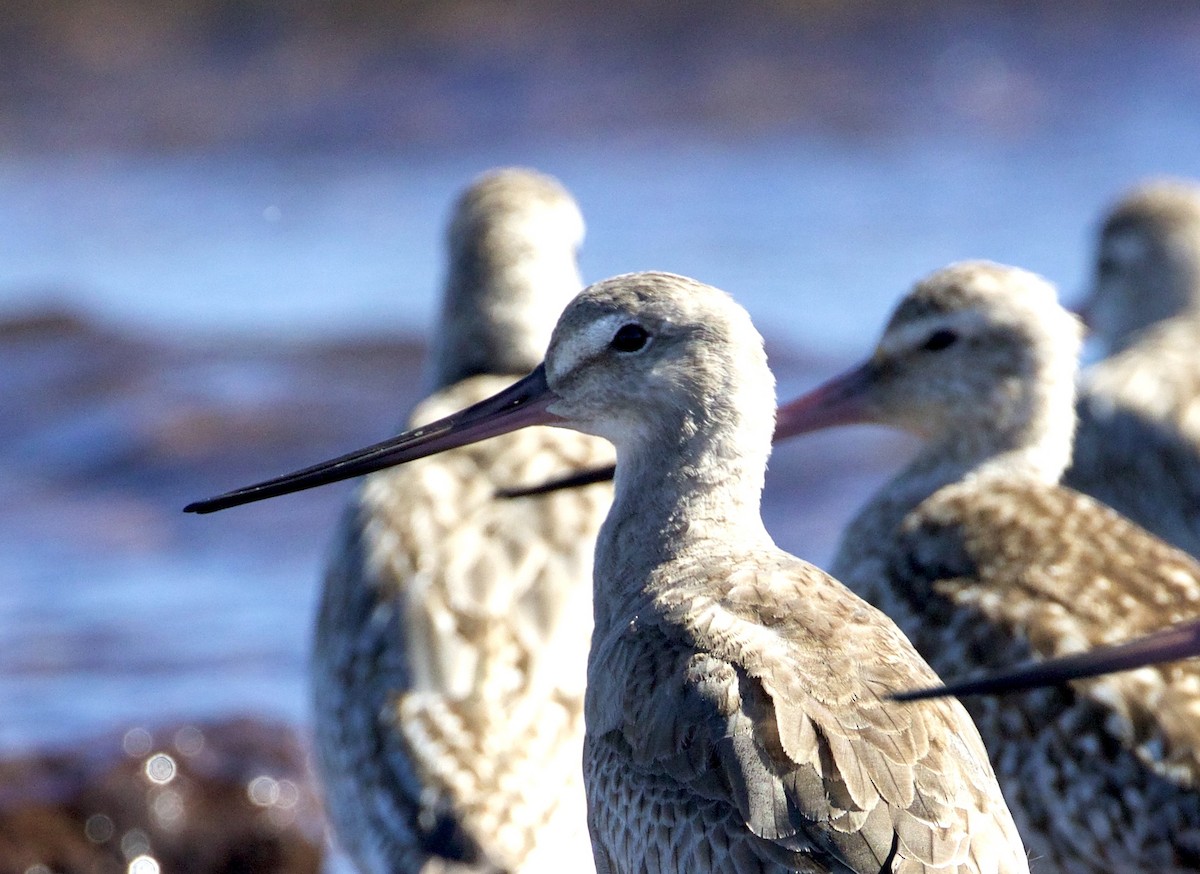 Hudsonian Godwit - ML301391811