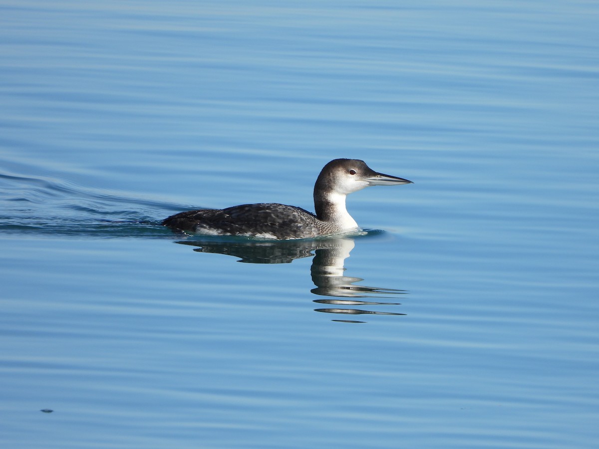 Common Loon - ML301393511