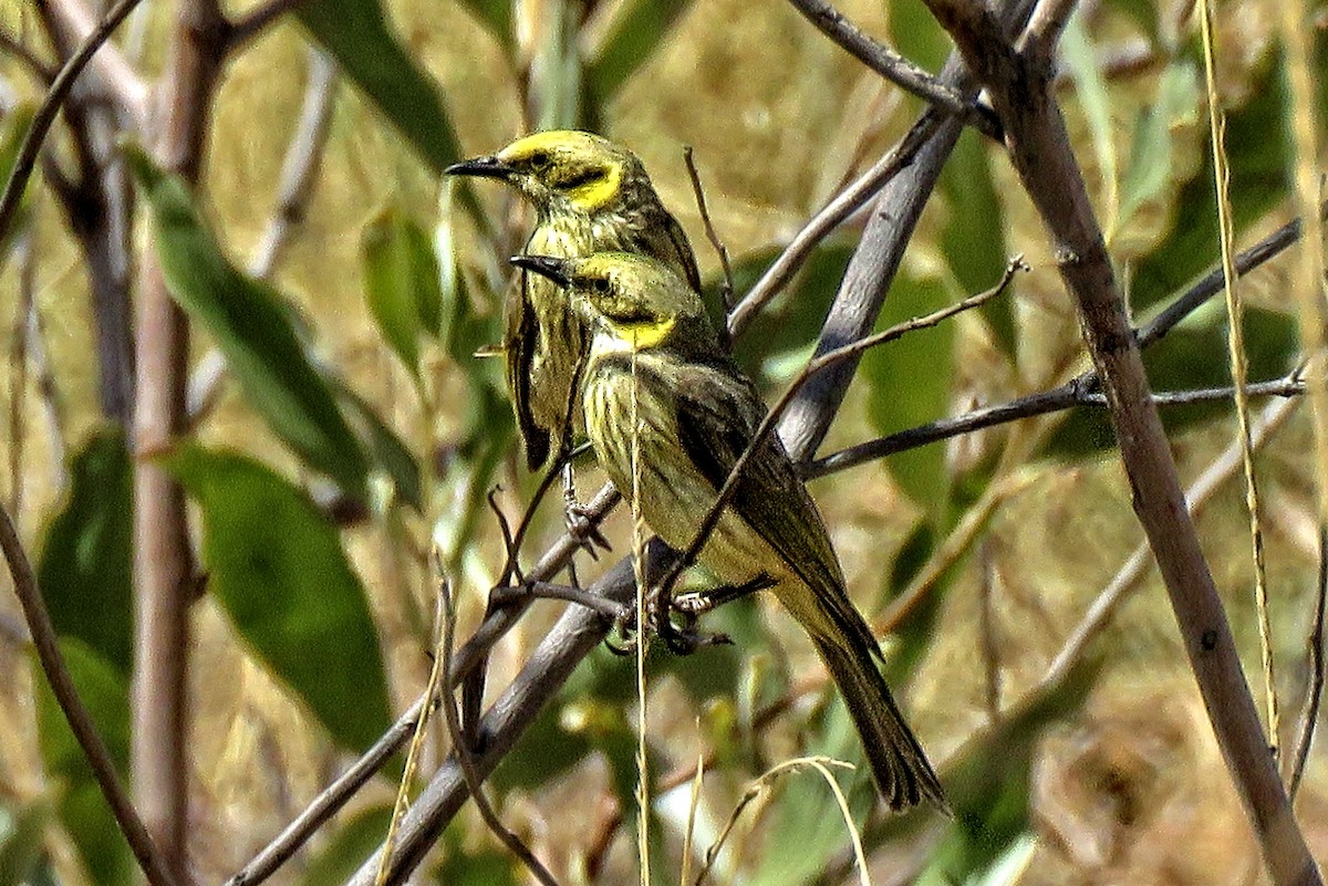 Gray-fronted Honeyeater - ML301394561