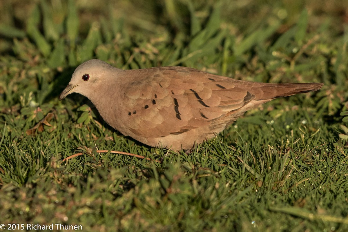 Ruddy Ground Dove - Richard Thunen