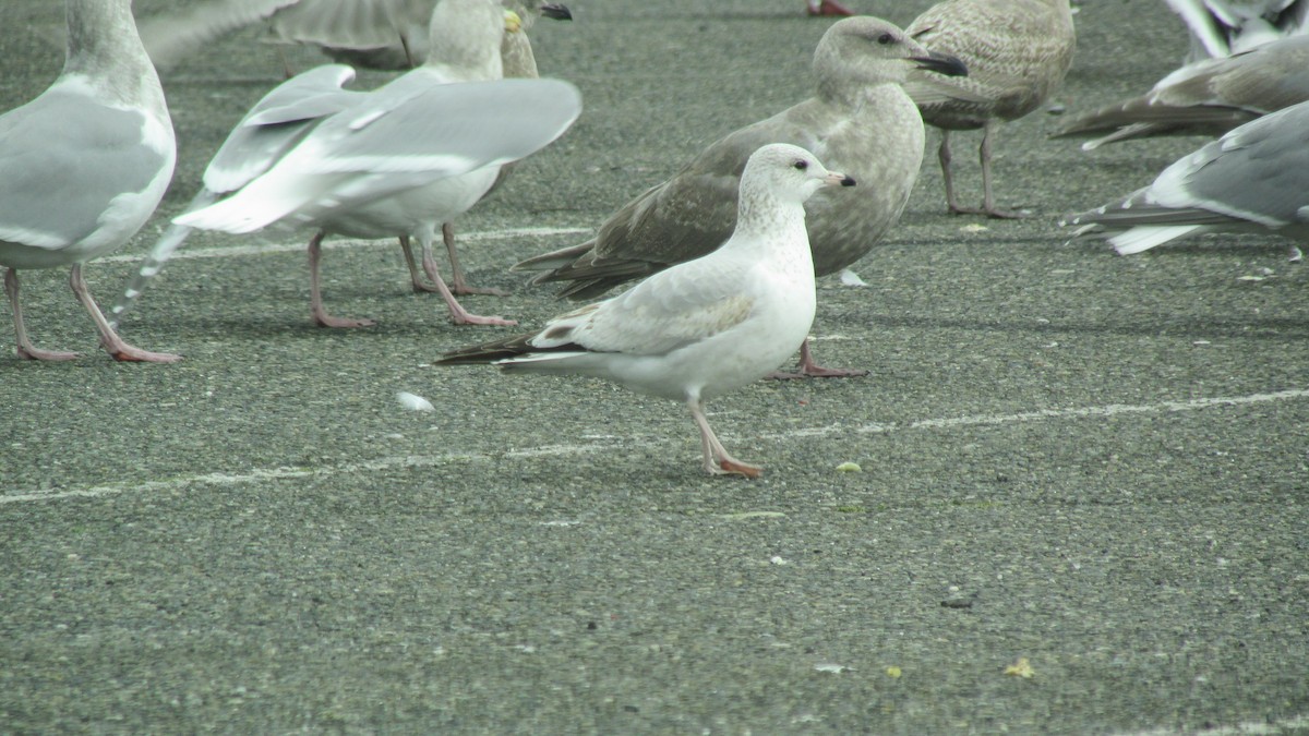 Short-billed Gull - ML301394681